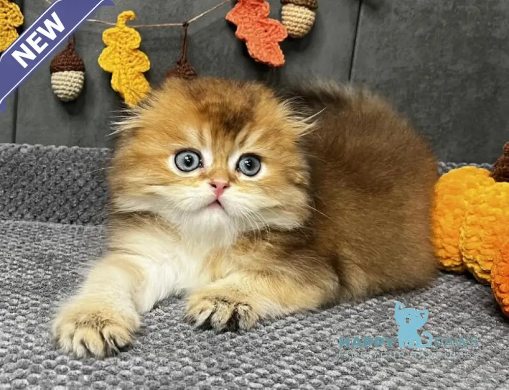 Elvin Scottish Fold male black golden ticked tabby live animals