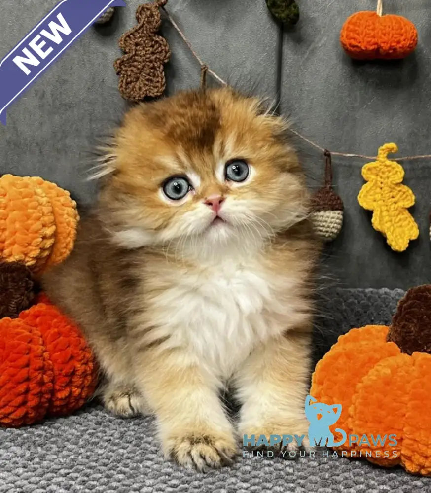 Elvin Scottish Fold male black golden ticked tabby live animals