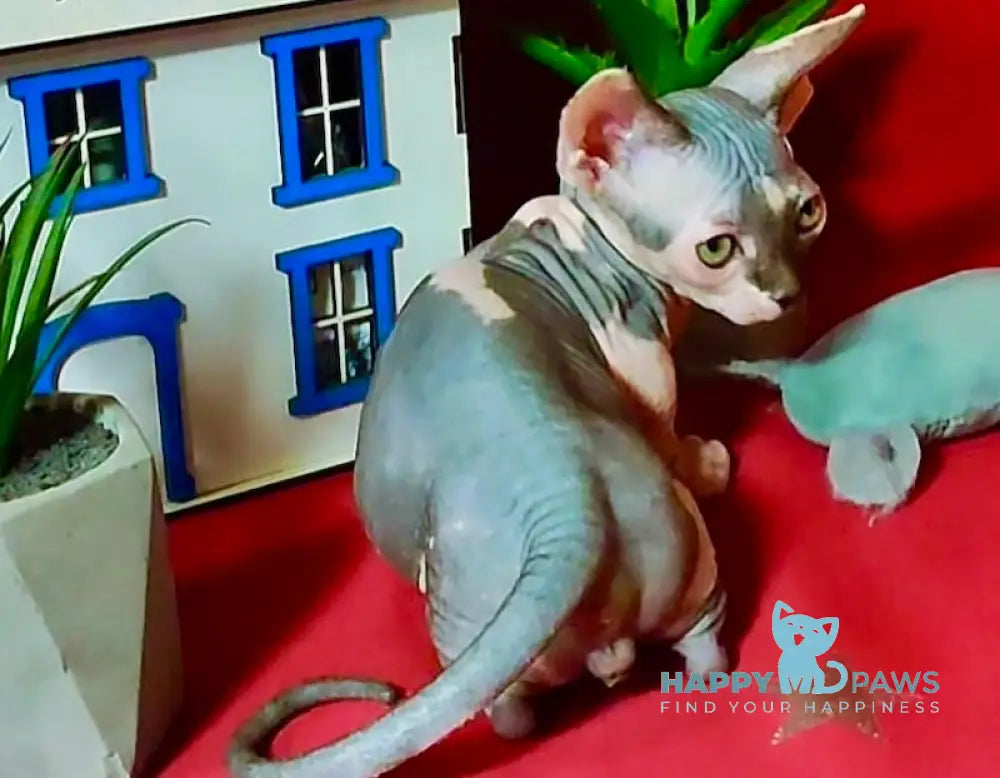 Elvis Bambino male blue bicolour live animals