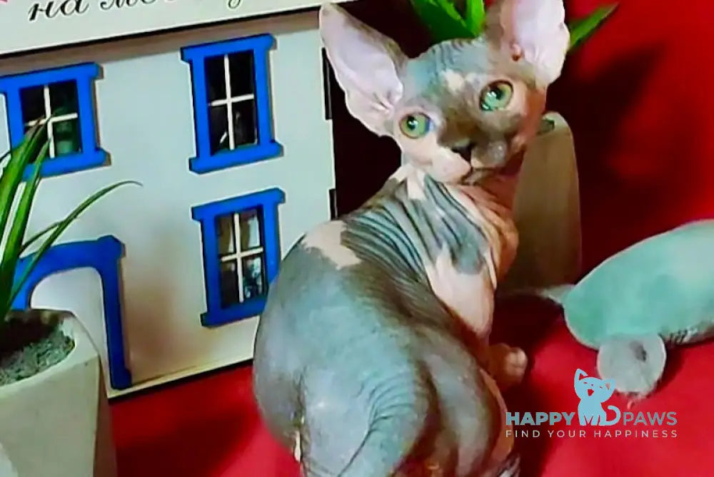 Elvis Bambino male blue bicolour live animals