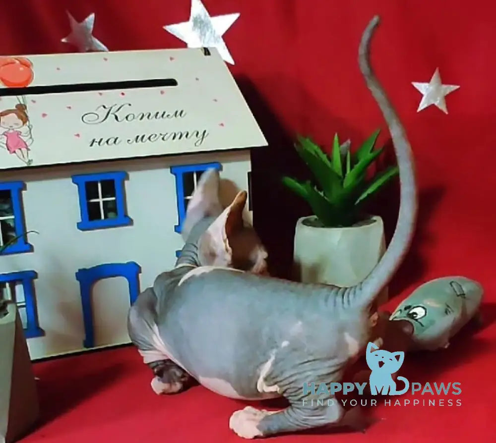 Elvis Bambino male blue bicolour live animals