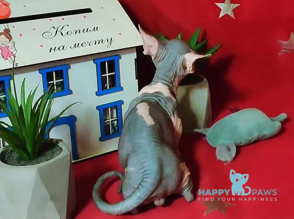 Elvis Bambino male blue bicolour live animals