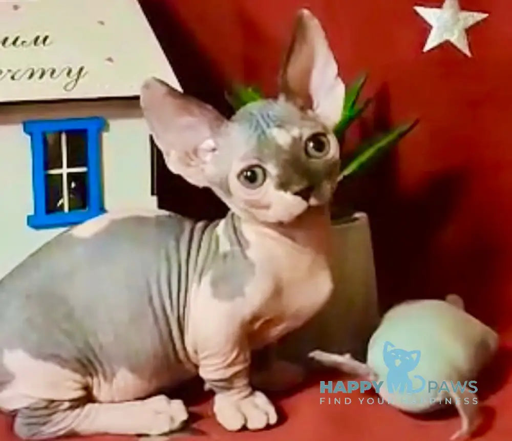 Elvis Bambino male blue bicolour live animals