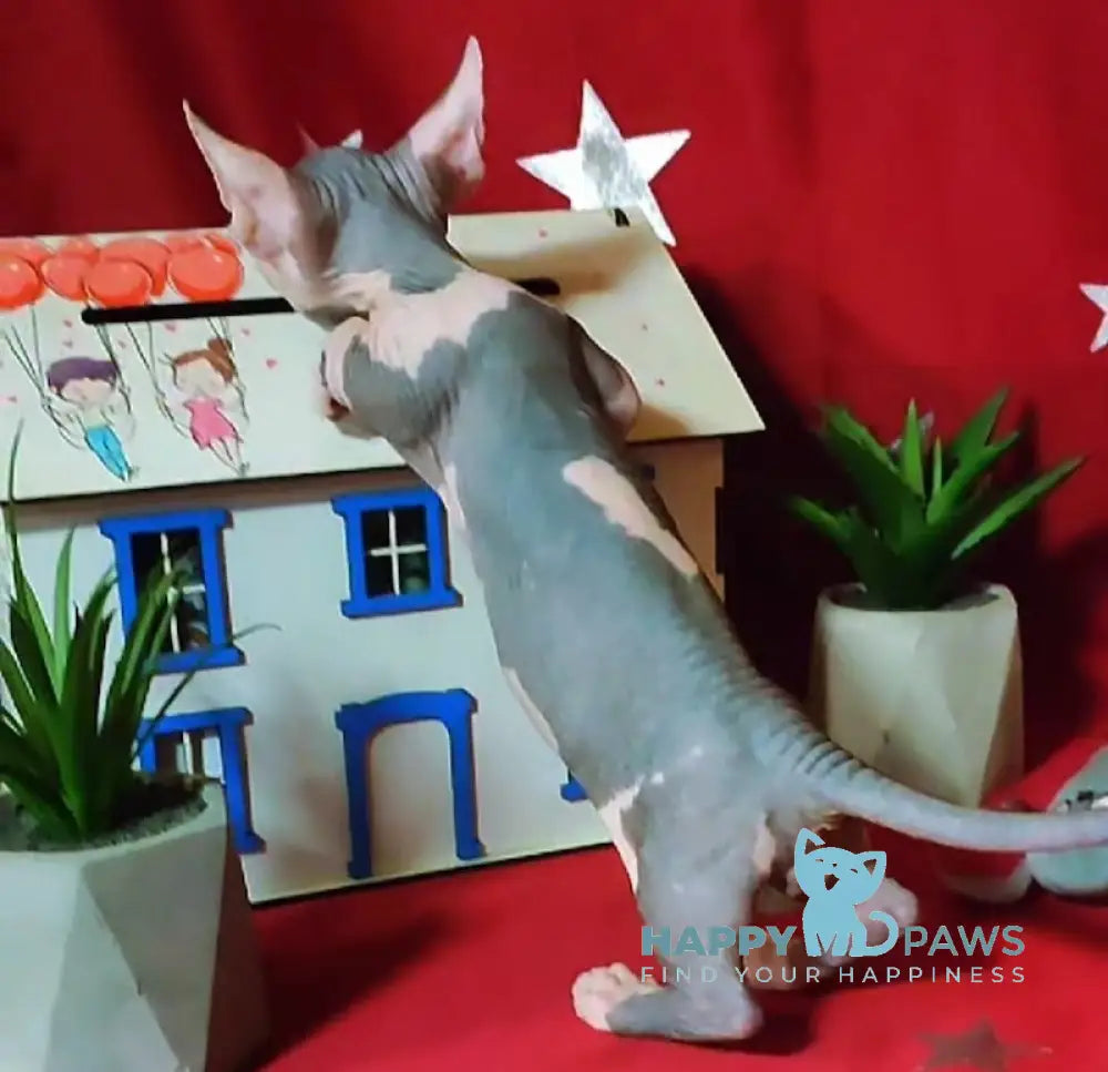 Elvis Bambino male blue bicolour live animals