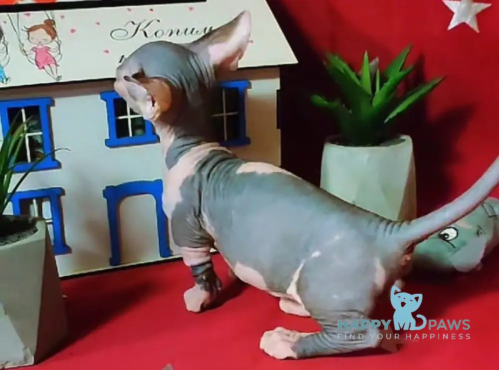 Elvis Bambino male blue bicolour live animals