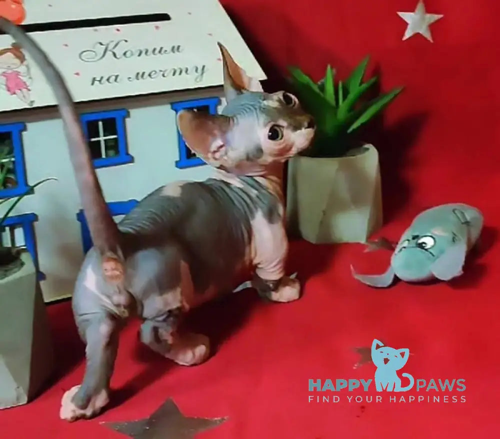 Elvis Bambino male blue bicolour live animals