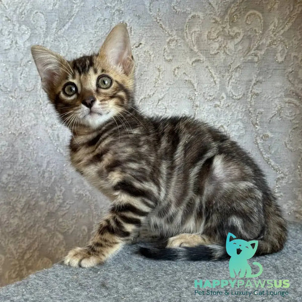 Elvis Bengal male black spotted tabby - live animals