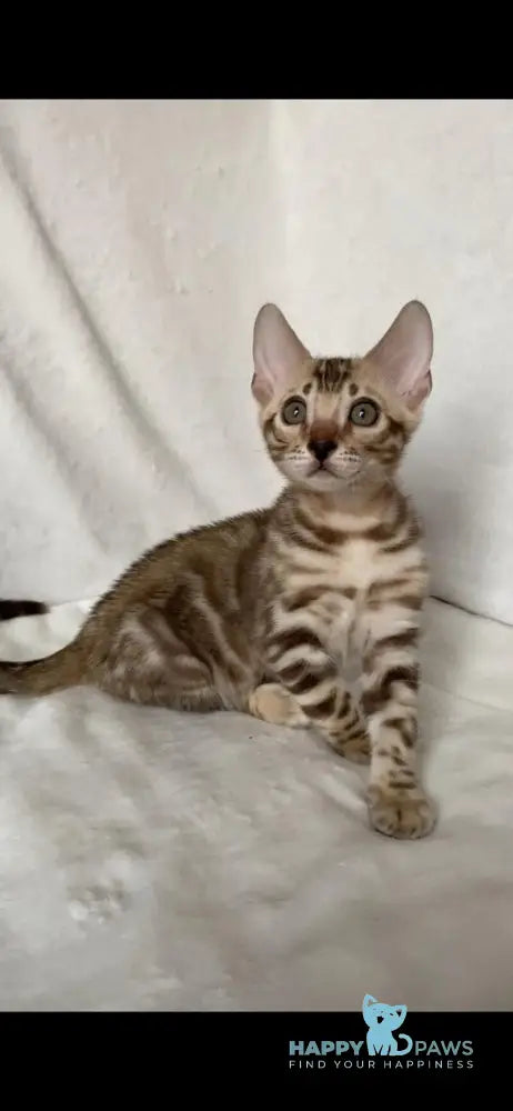 Elvis Bengal male black spotted tabby live animals