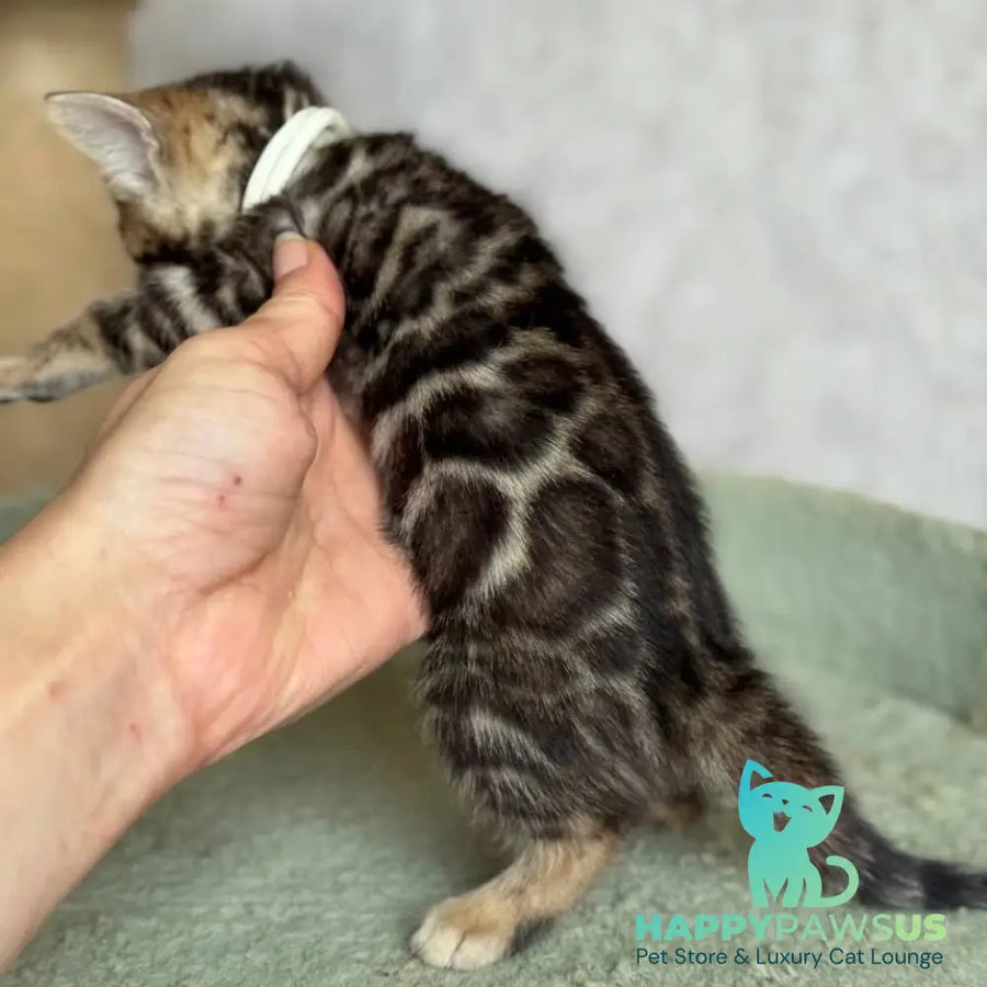 Elvis Bengal male black spotted tabby - live animals