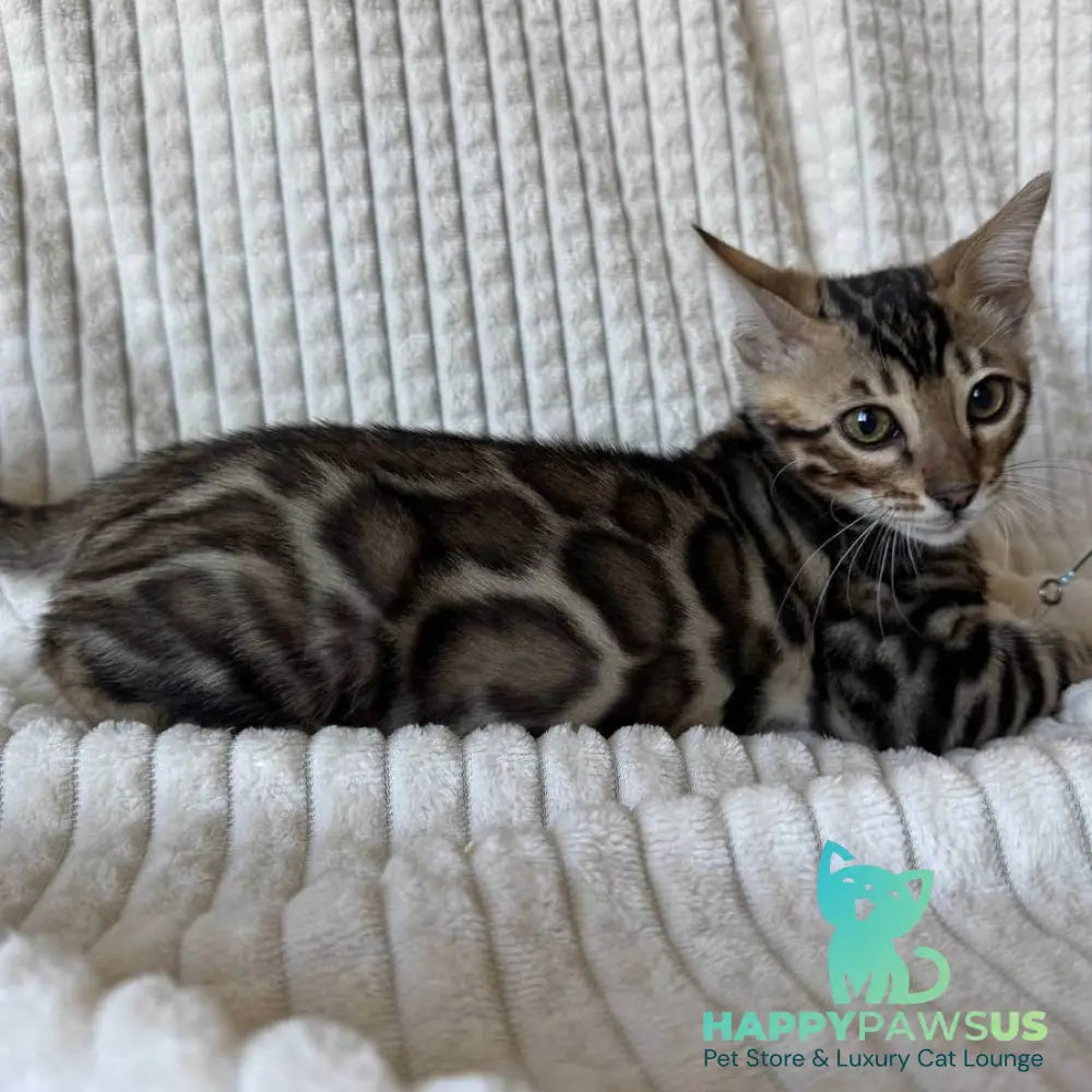 Elvis Bengal male black spotted tabby - live animals