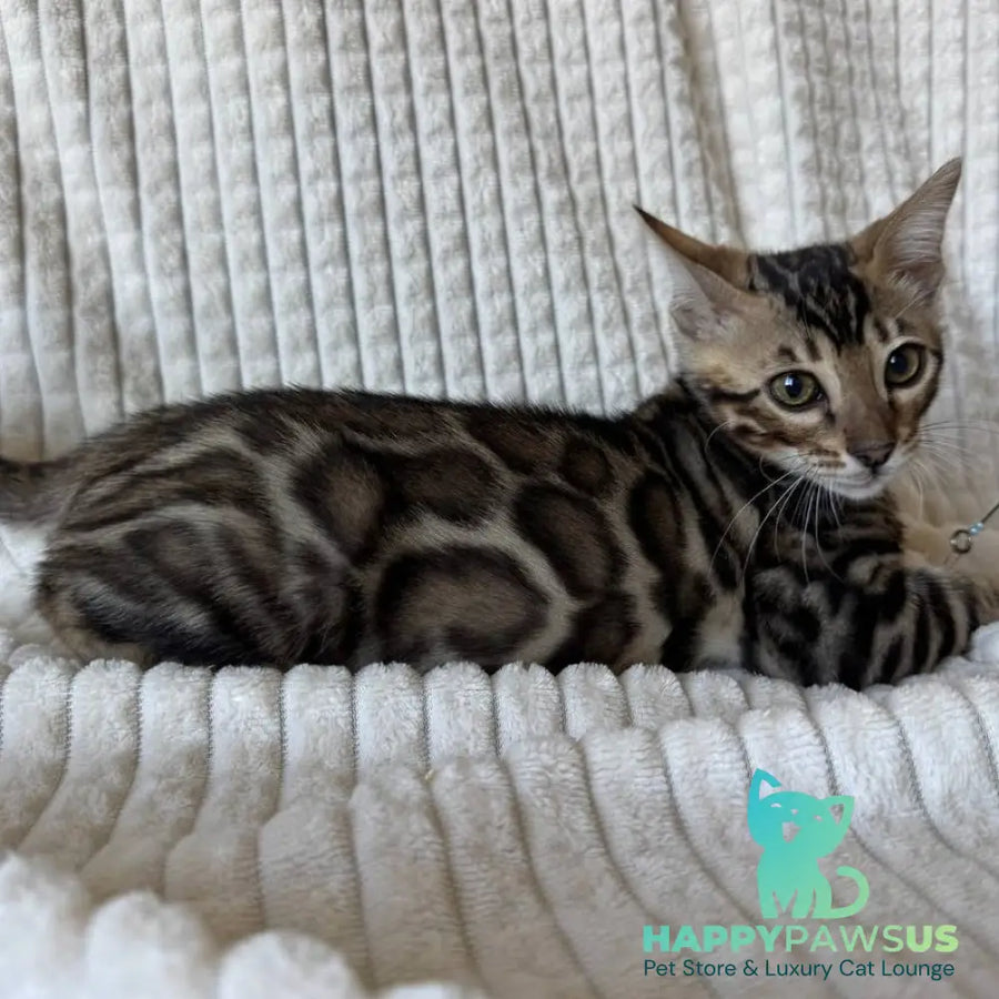 Elvis Bengal male black spotted tabby - live animals