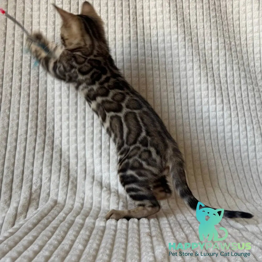Elvis Bengal male black spotted tabby - live animals