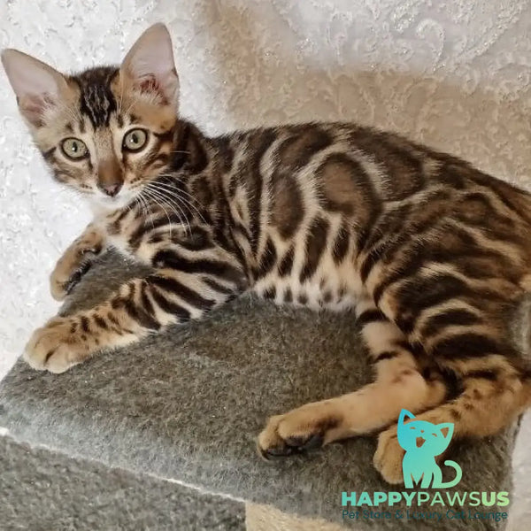 Elvis Bengal male black spotted tabby - live animals
