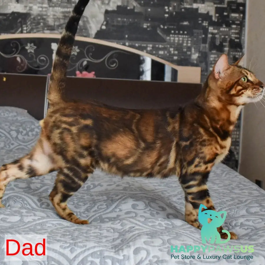 Elvis Bengal male black spotted tabby - live animals