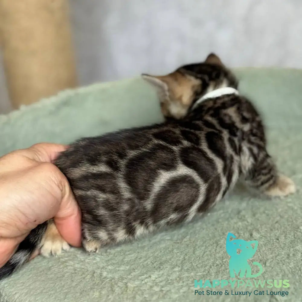 Elvis Bengal male black spotted tabby - live animals