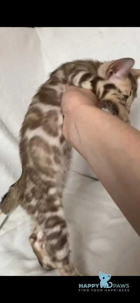 Elvis Bengal male black spotted tabby live animals