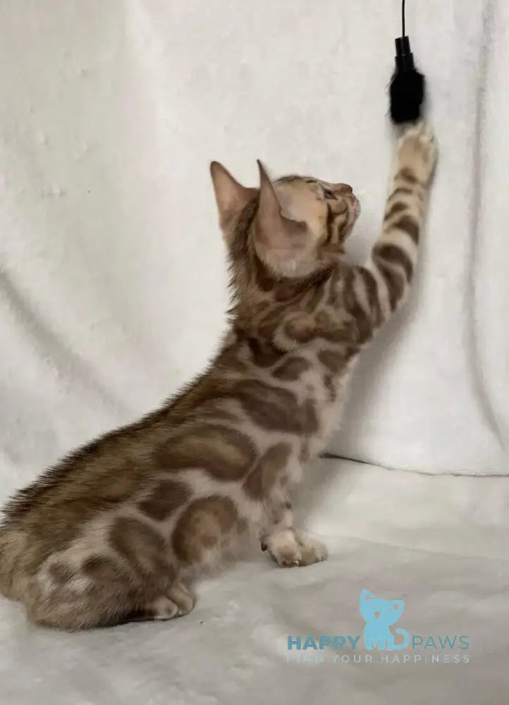 Elvis Bengal male black spotted tabby live animals