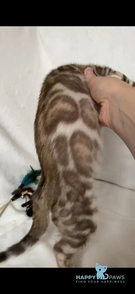 Elvis Bengal male black spotted tabby live animals