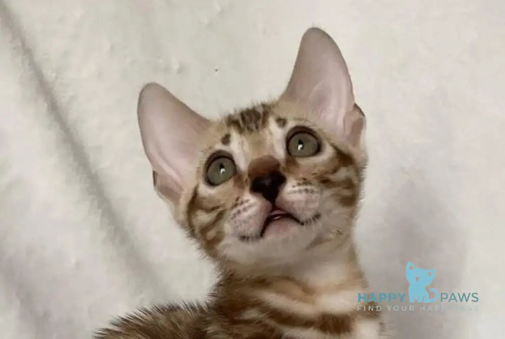 Elvis Bengal male black spotted tabby live animals