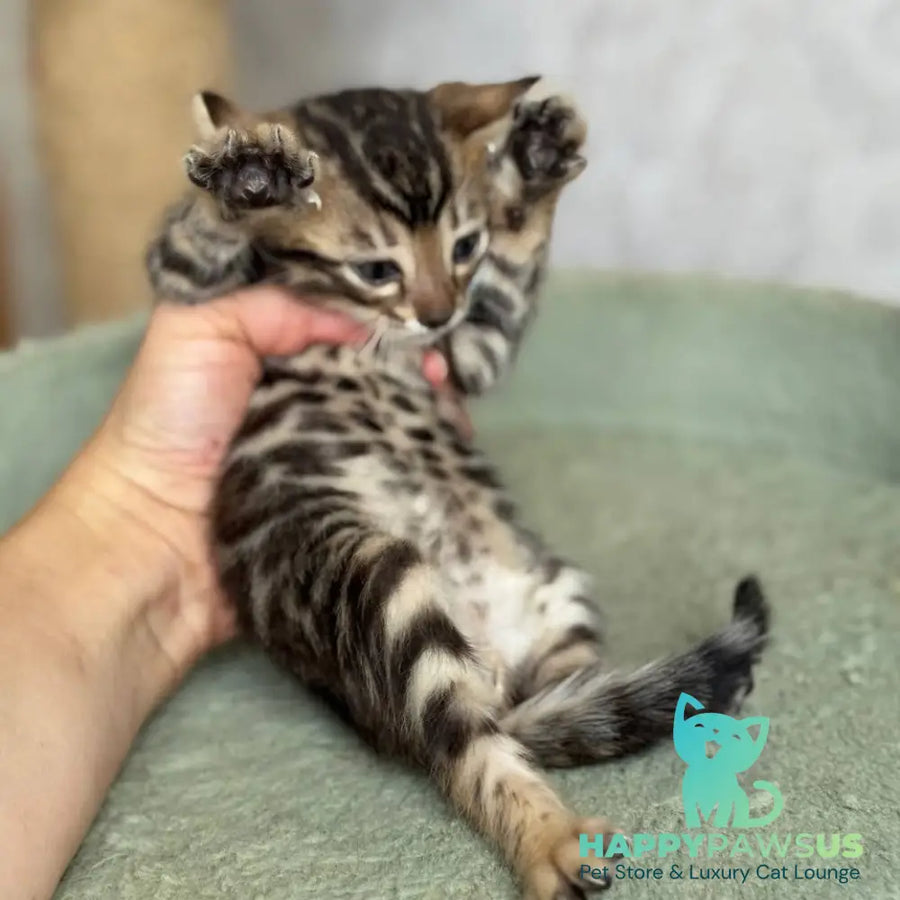 Elvis Bengal male black spotted tabby - live animals