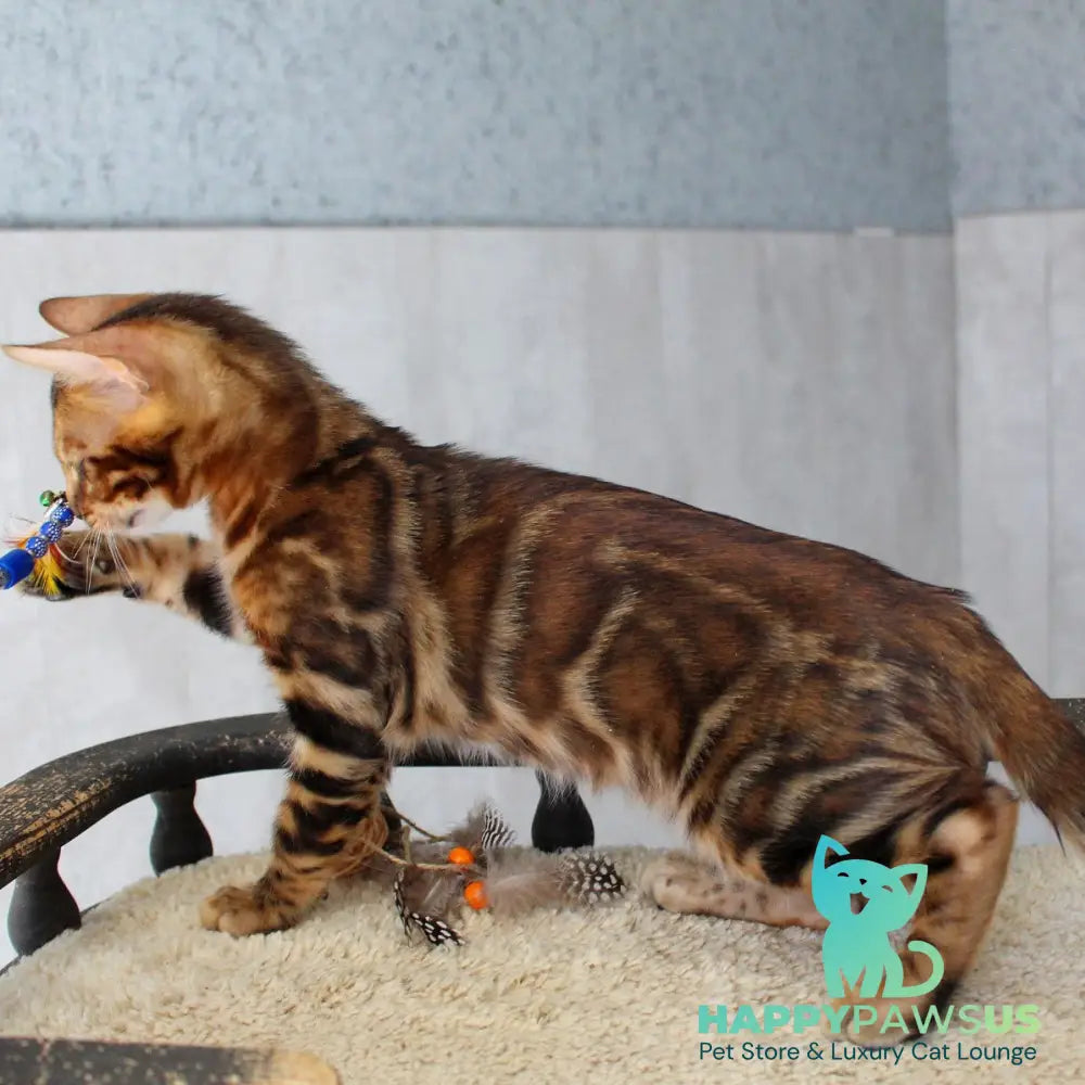 Elvis Bengal male black spotted tabby - live animals