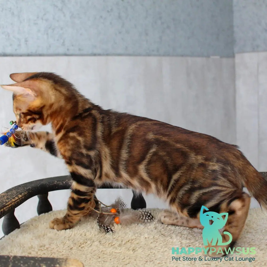 Elvis Bengal male black spotted tabby - live animals