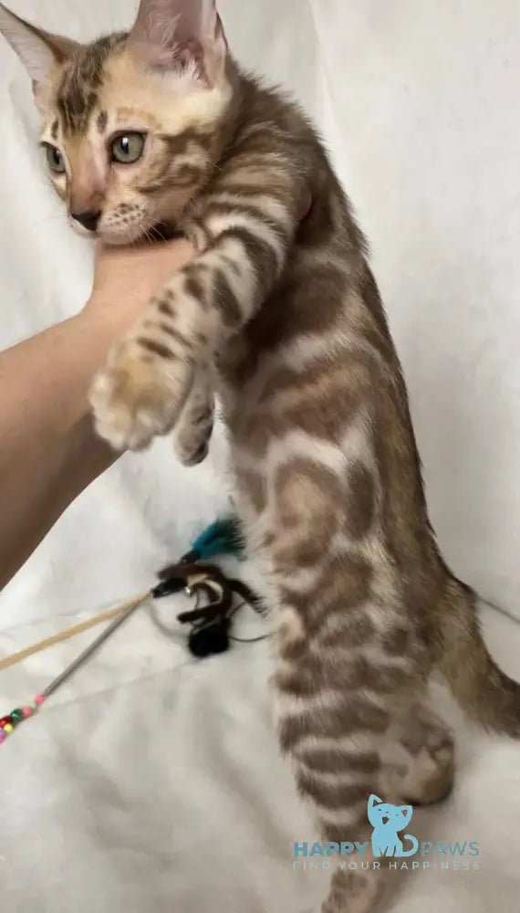 Elvis Bengal male black spotted tabby live animals