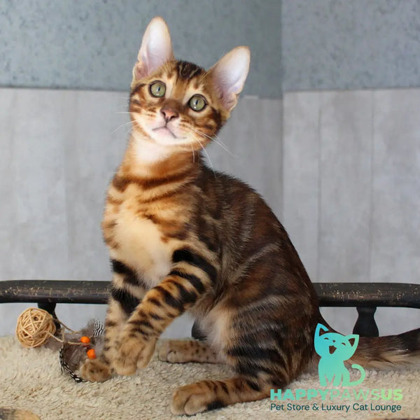 Elvis Bengal male black spotted tabby - live animals