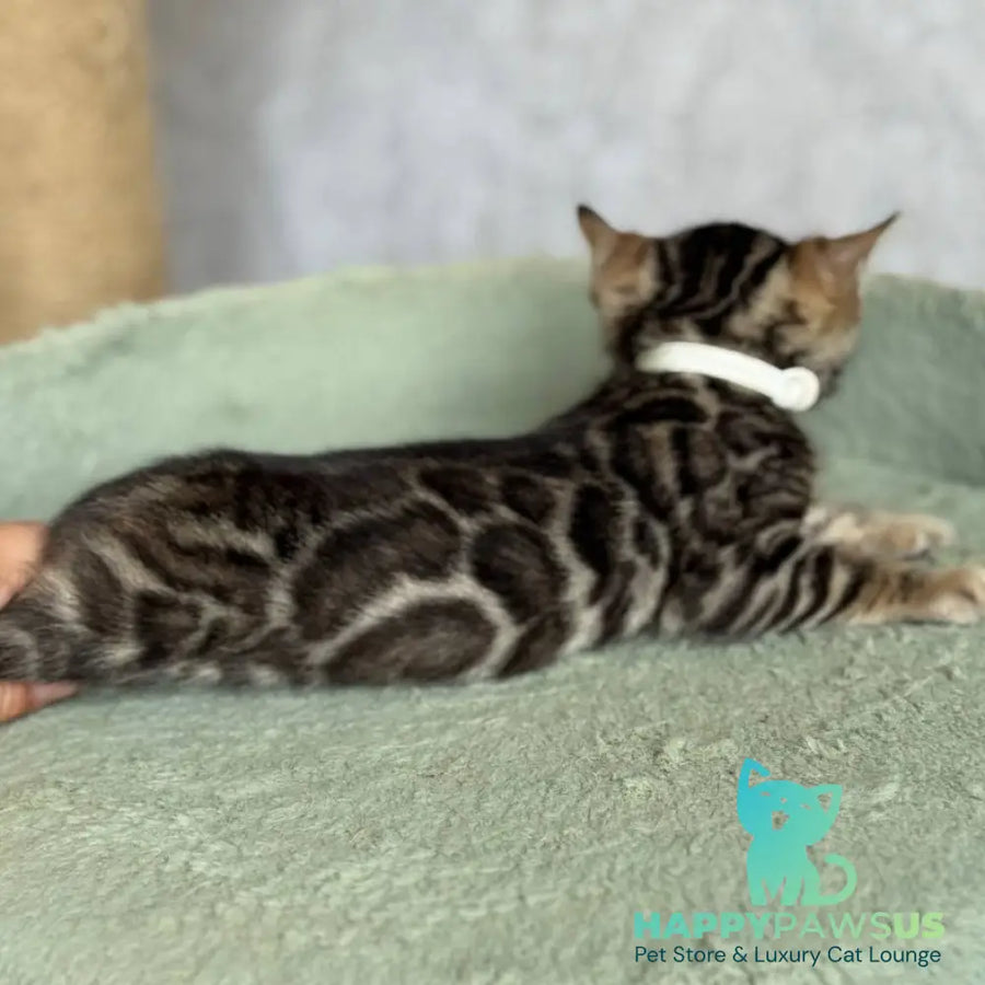 Elvis Bengal male black spotted tabby - live animals