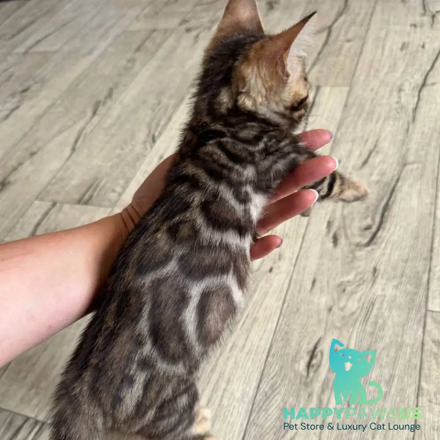 Elvis Bengal male black spotted tabby - live animals