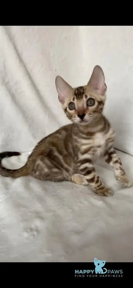 Elvis Bengal male black spotted tabby live animals