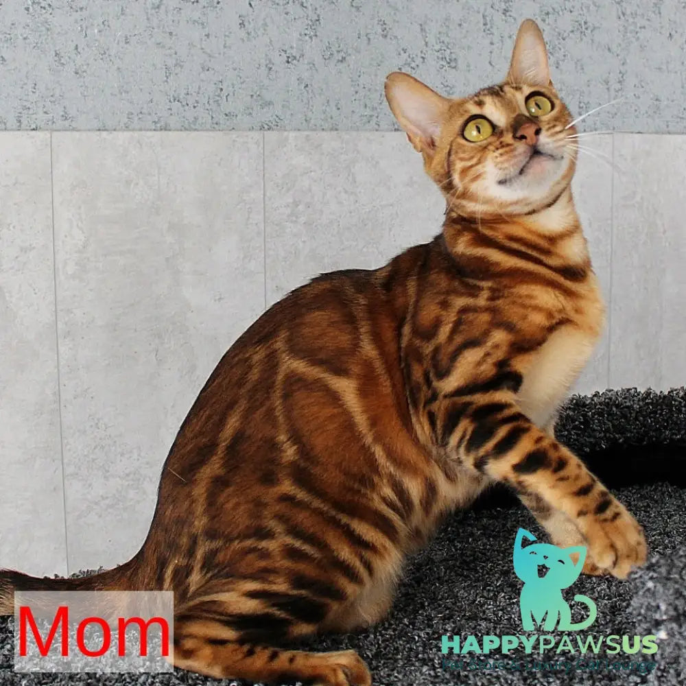 Elvis Bengal male black spotted tabby - live animals