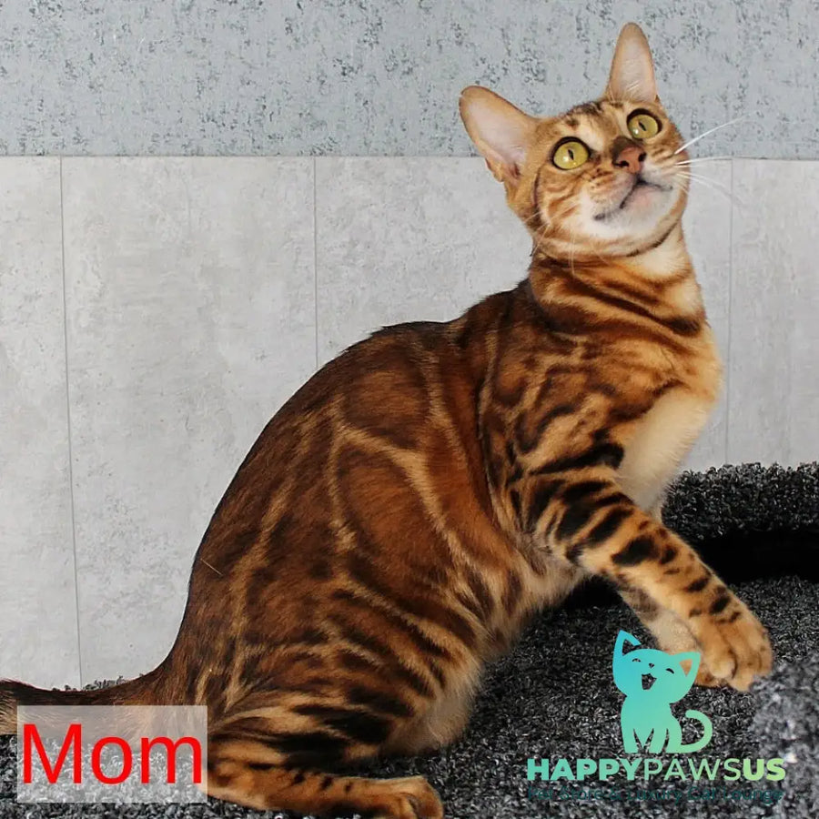 Elvis Bengal male black spotted tabby - live animals