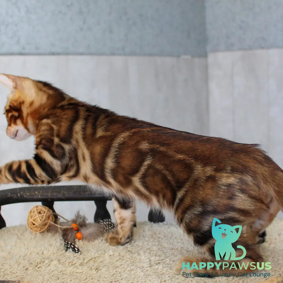 Elvis Bengal male black spotted tabby - live animals
