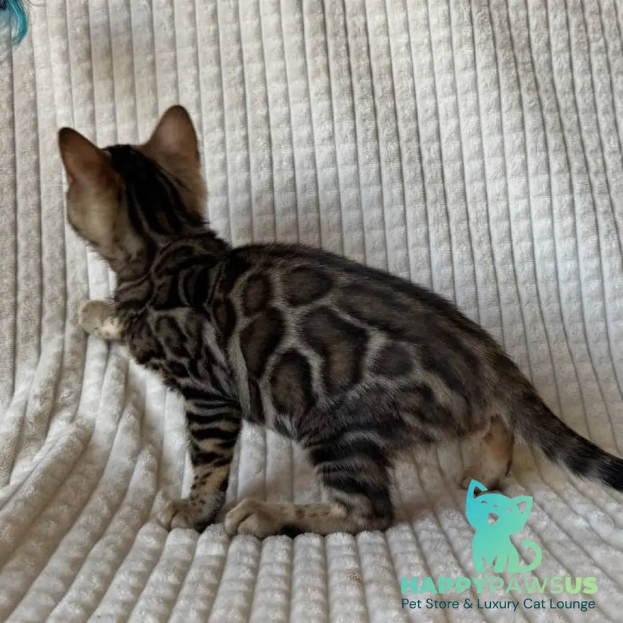 Elvis Bengal male black spotted tabby - live animals