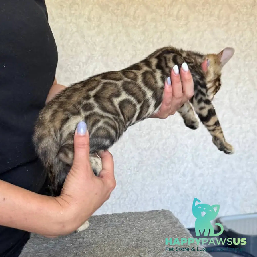 Elvis Bengal male black spotted tabby - live animals