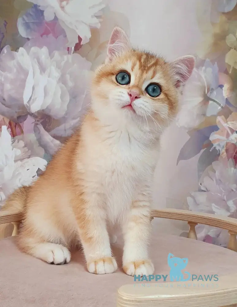 Elvis British Shorthair male black golden chinchilla - live animals