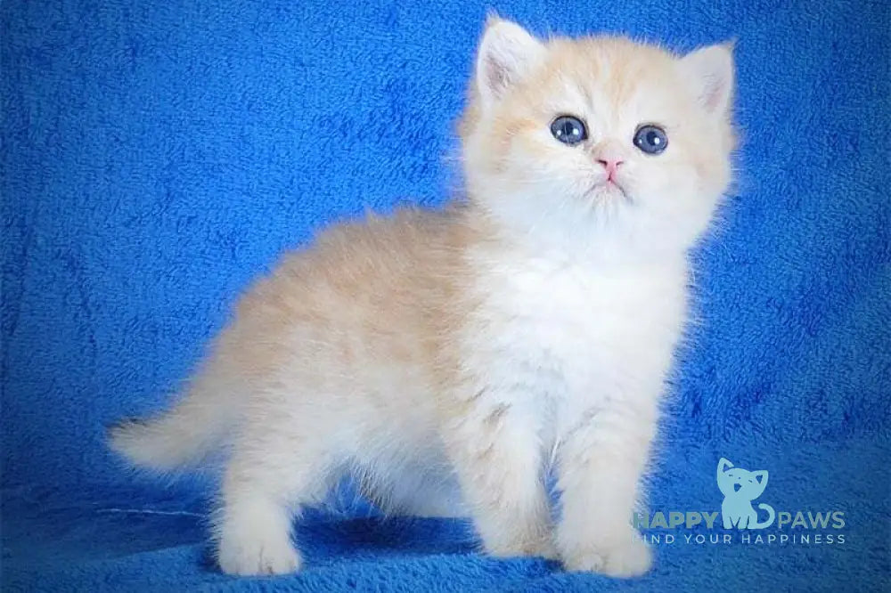 Elvis British Shorthair male black golden spotted tabby live animals
