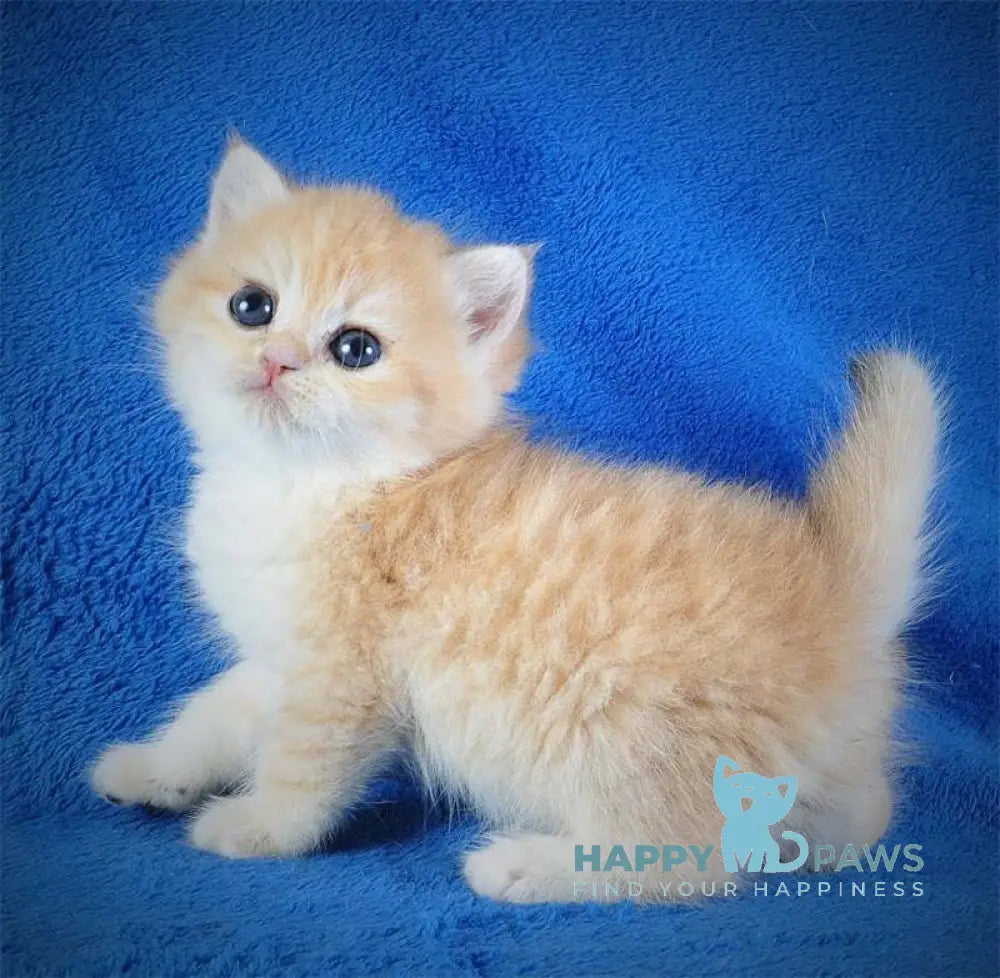 Elvis British Shorthair male black golden spotted tabby live animals