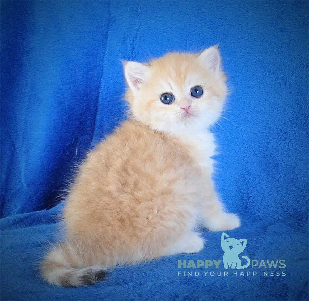 Elvis British Shorthair male black golden spotted tabby live animals