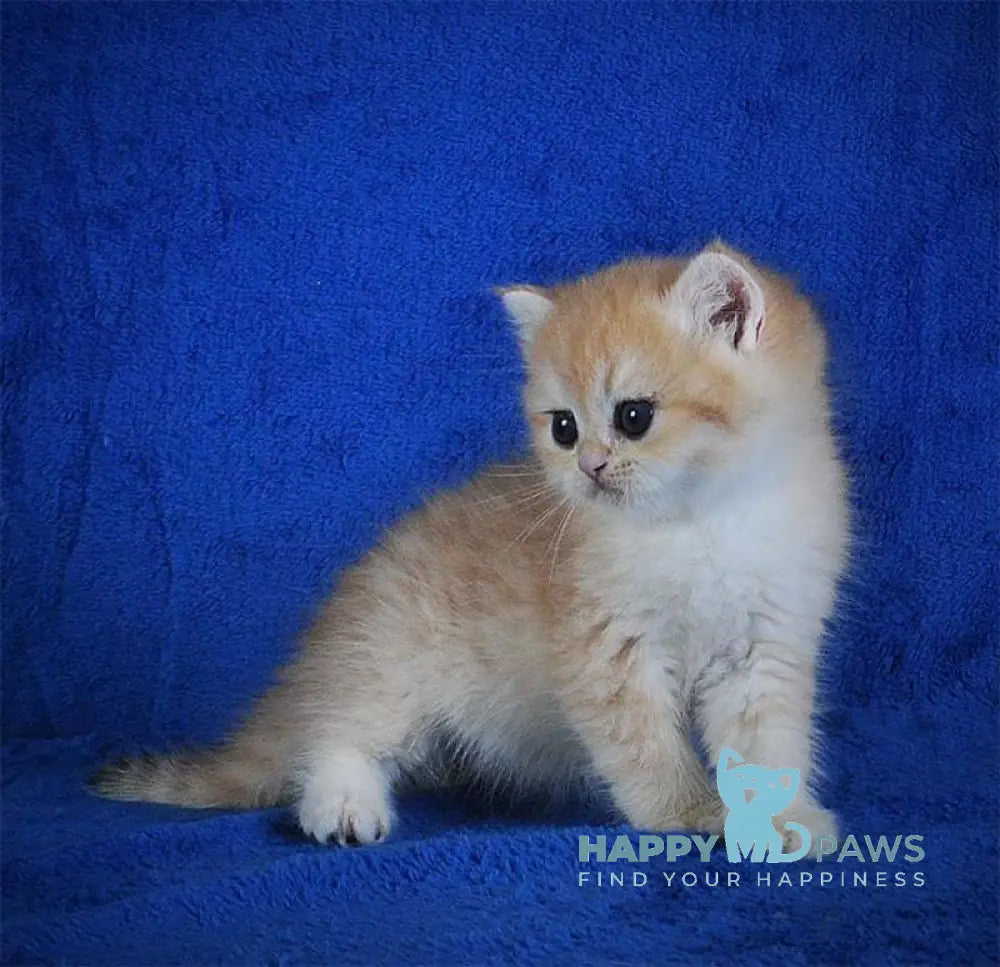 Elvis British Shorthair male black golden spotted tabby live animals