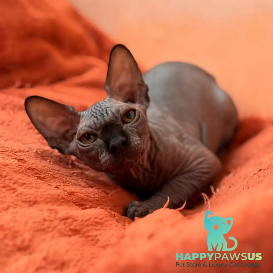 Elvis Canadian Sphynx male black - live animals