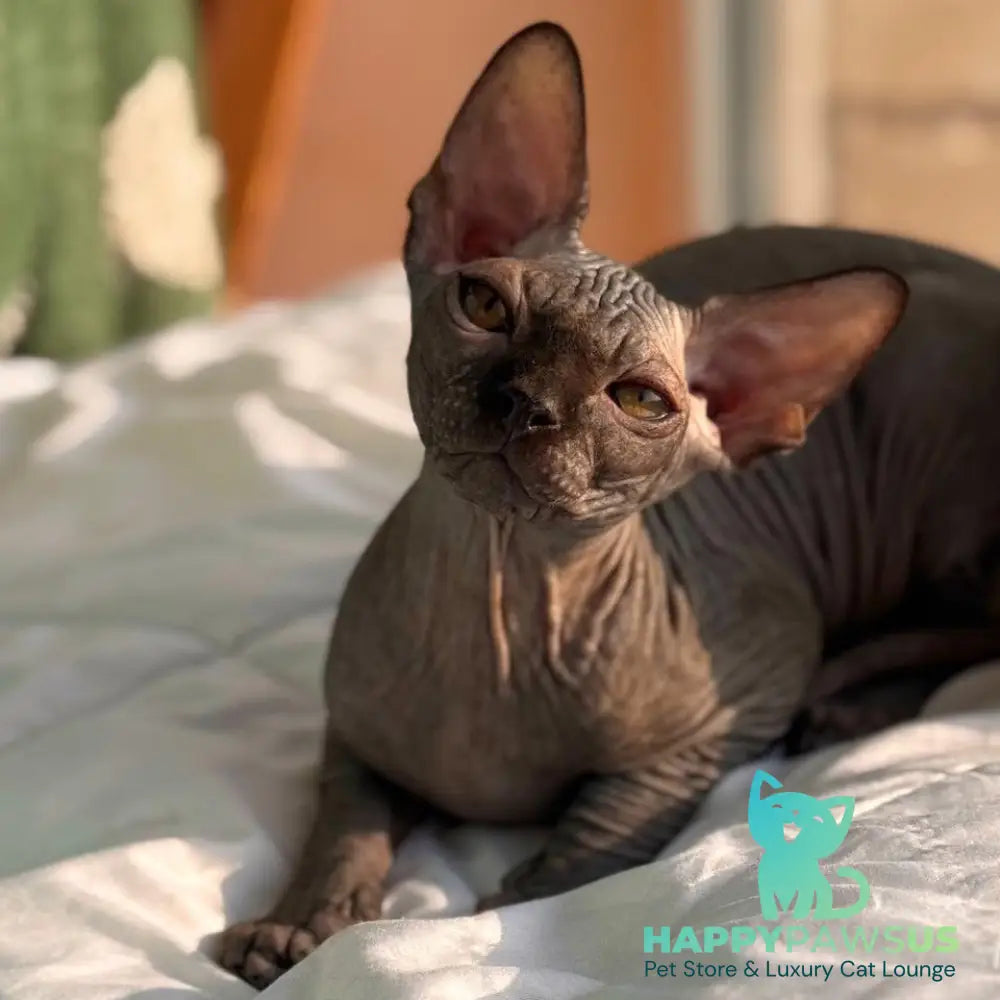 Elvis Canadian Sphynx male black - live animals