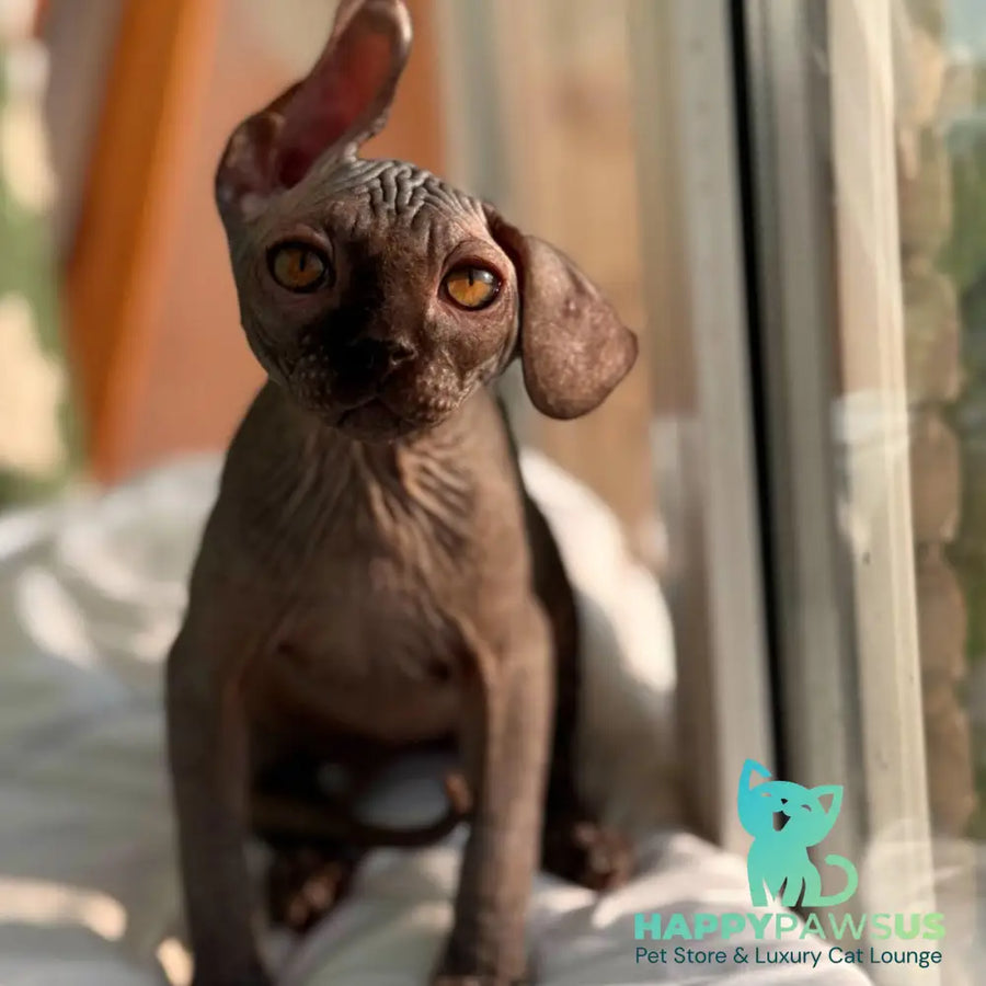 Elvis Canadian Sphynx male black - live animals