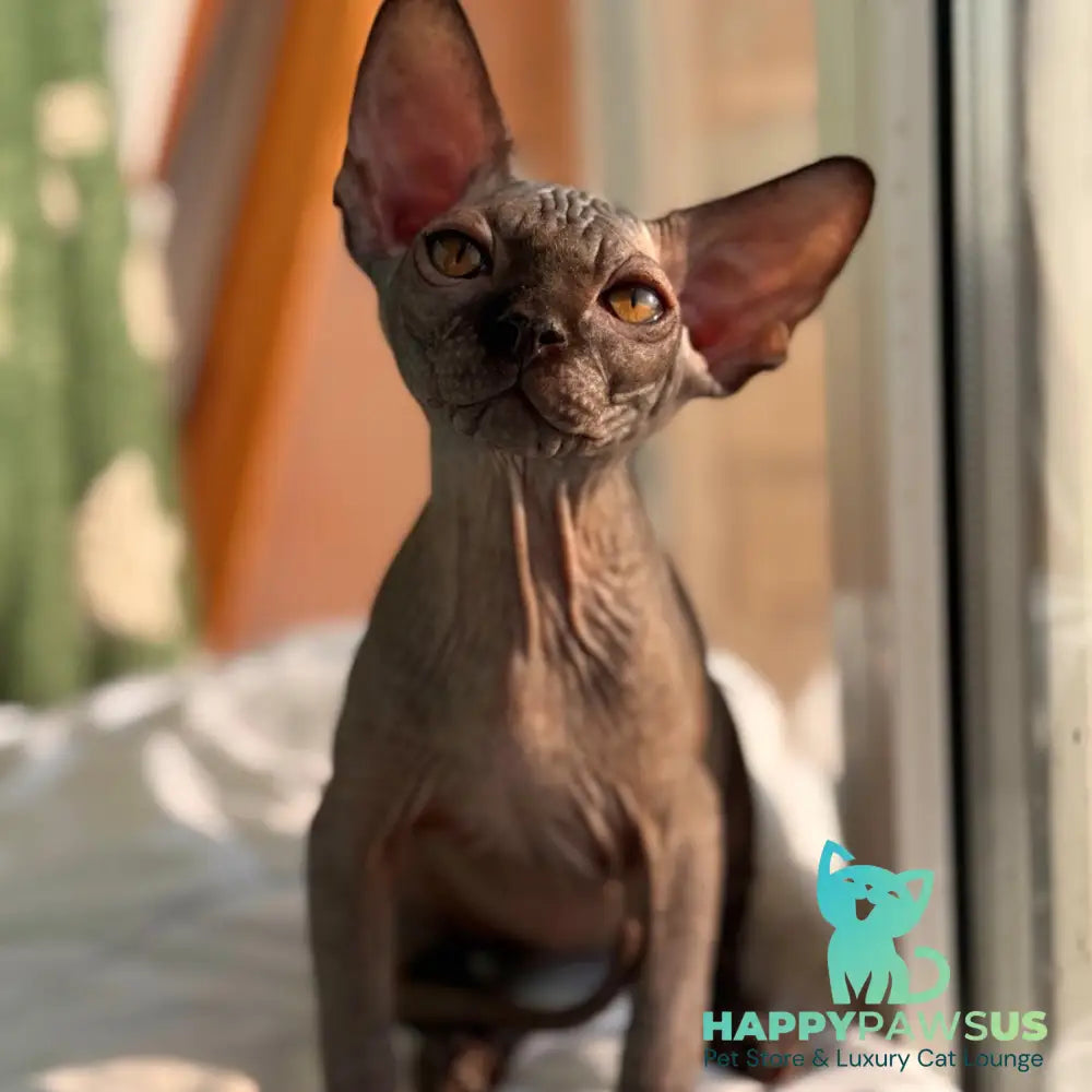 Elvis Canadian Sphynx male black - live animals