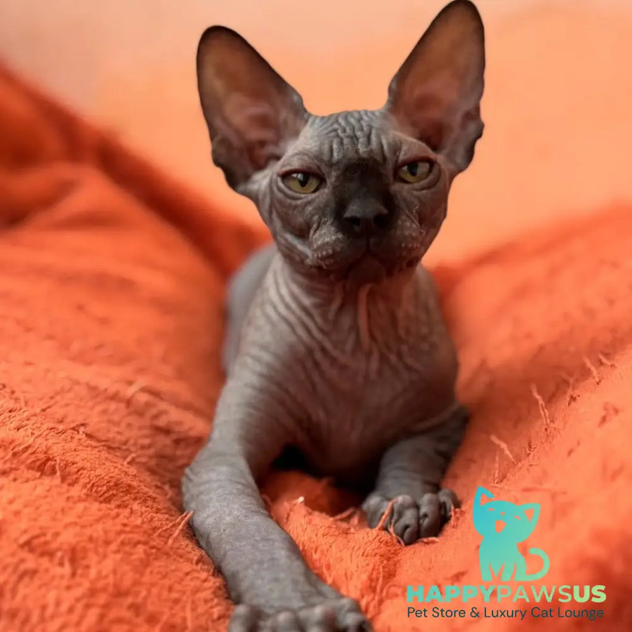 Elvis Canadian Sphynx male black - live animals