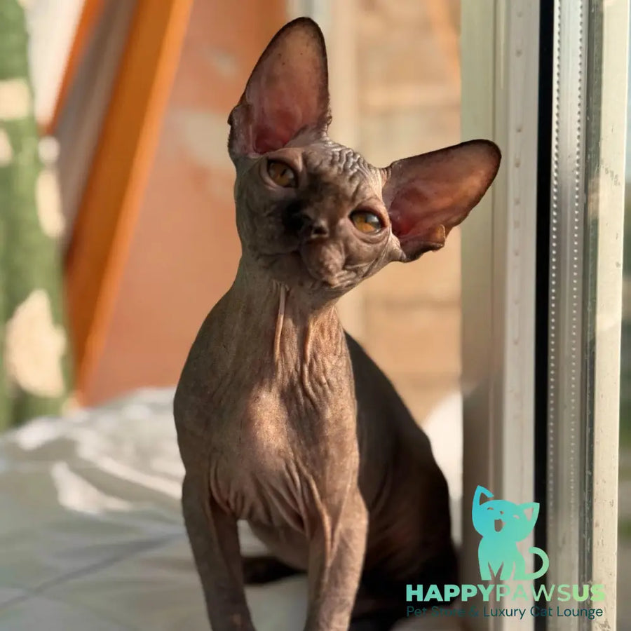 Elvis Canadian Sphynx male black - live animals