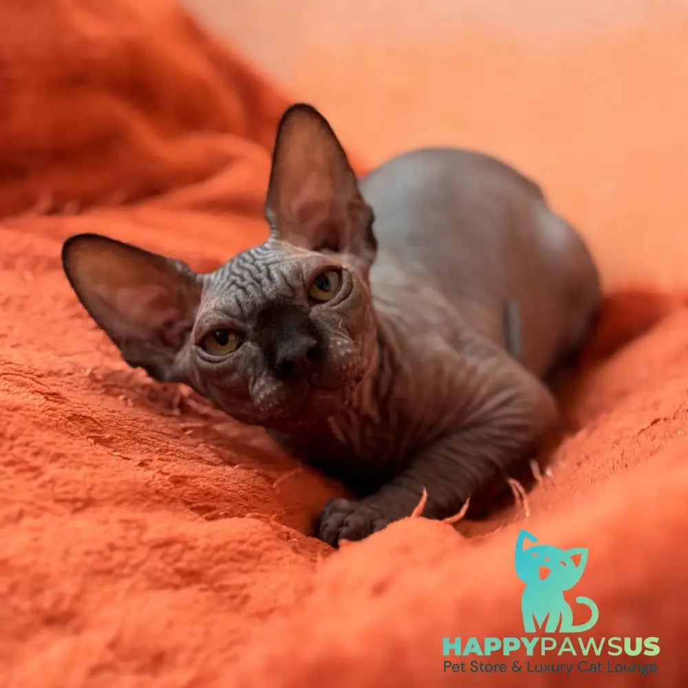 Elvis Canadian Sphynx male black - live animals