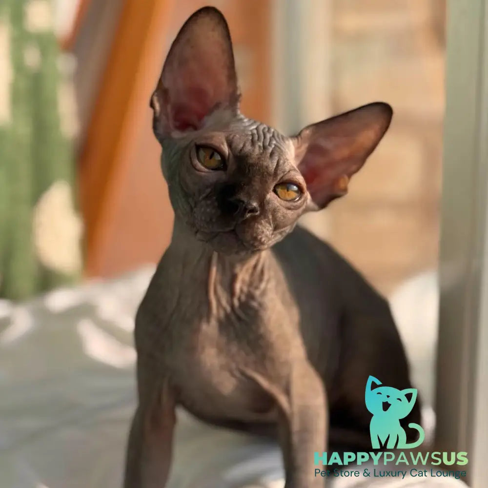 Elvis Canadian Sphynx male black - live animals