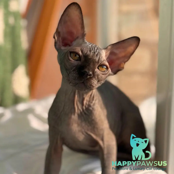 Elvis Canadian Sphynx male black - live animals